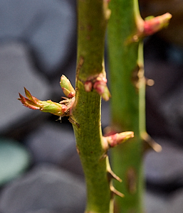 Fresh shoots on the climbing rose
