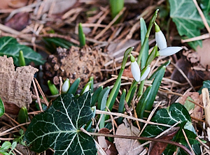 Snowdrops bursting forth