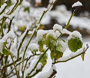 Snow on a rose bush