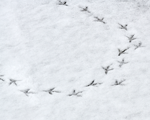 Bird foot prints in the snow