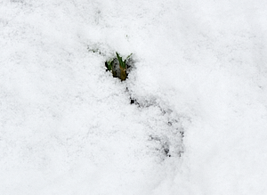 Footprints in snow