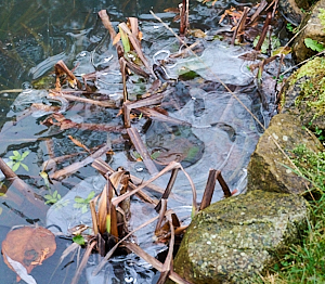 Frozen garden pond