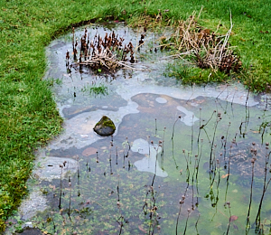 Frozen garden pond