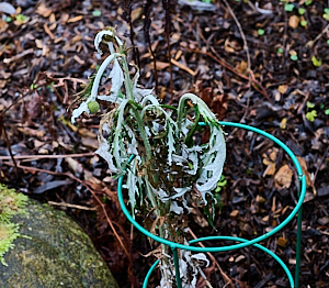 Frost damaged globe thistle