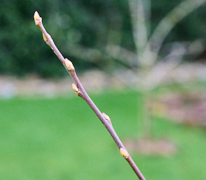 Goat willow budding