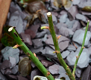 Leaping Salmon rose growing