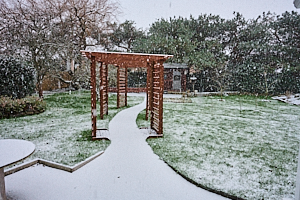 Snow falling in garden