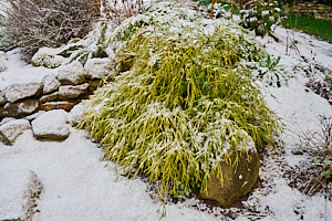 Snow covered bush