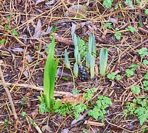 Dafodills emerging above ground