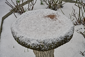 Frozen bird bath