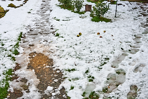 Melting snow in garden