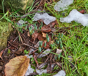 Snowdrops appearing above ground