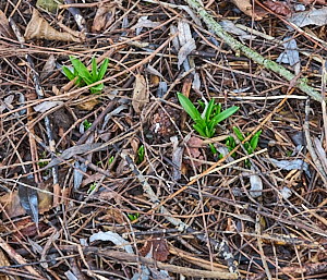 Bluebells appearing above ground