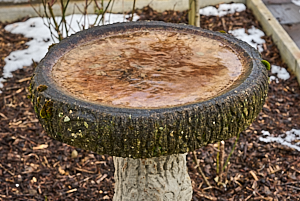 Partially frozen bird bath