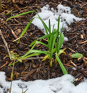 Dafodills appearing above ground