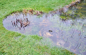 Over full garden pond