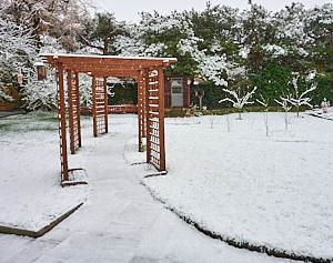Snow in garden