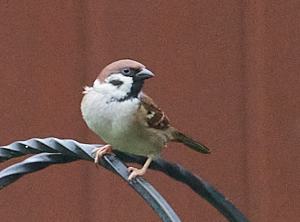 Tree Sparrow