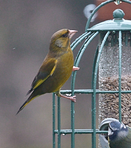 Greenfinch