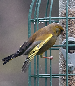 Greenfinch