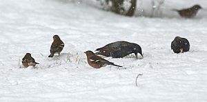 Starlings & Chaffinch