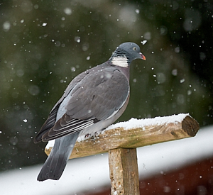 Wood Pigeon