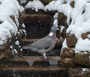 Wood Pigeon