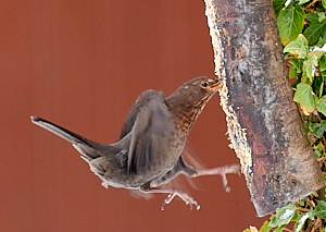 Blackbird