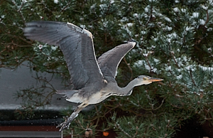 Grey Heron