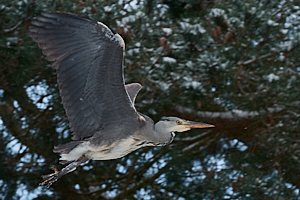 Grey Heron