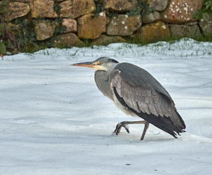 Grey Heron walking through deep snow