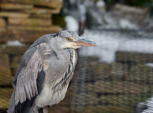 Grey Heron satnding on net over frozen pond