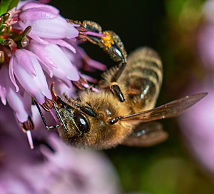 Insect on heather