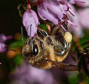 Insect on heather