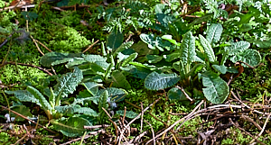 Cowslips
