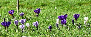 Mulitude of crocus plants in lawn