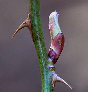 Bud on Fellowship rose