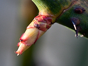 Bud on Lady emma Hamilton rose
