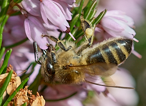 Insect on heather
