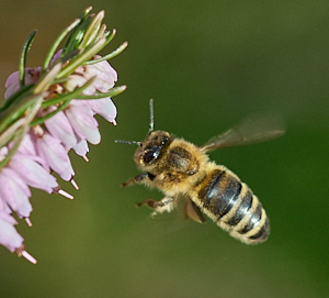 Hovering insect
