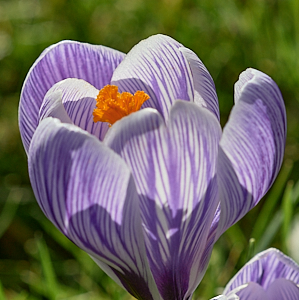 CLose up of crocus inthe sun
