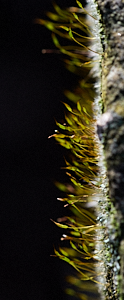Growths on the side of a stone