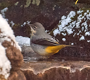 Grey Wagtail