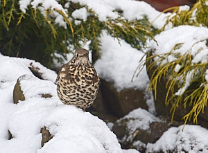 Song Thrush