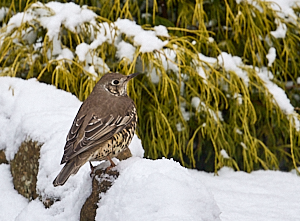 Song Thrush