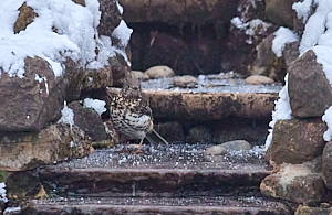 Song Thrush standing on ice