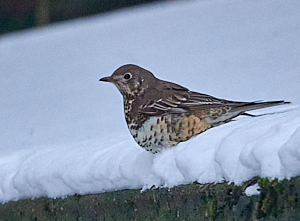 Song Thrush in snow
