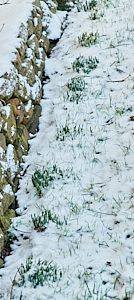 Snowdrops emerging through snow