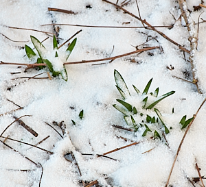 Bluebells in snow