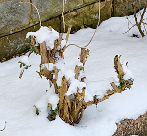 Snow covered buddleia